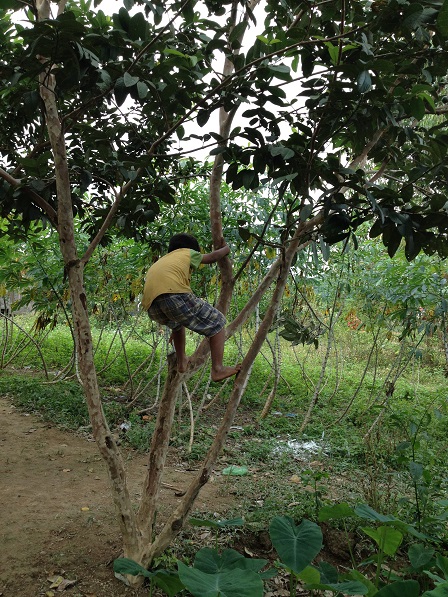 2/ Ảnh em Dim trèo tìm ổi, không phải mùa ổi nhưng nó là niềm vui của các em nhỏ trong Buôn Làng.