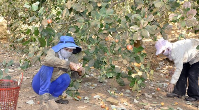 Lượm hạt điều