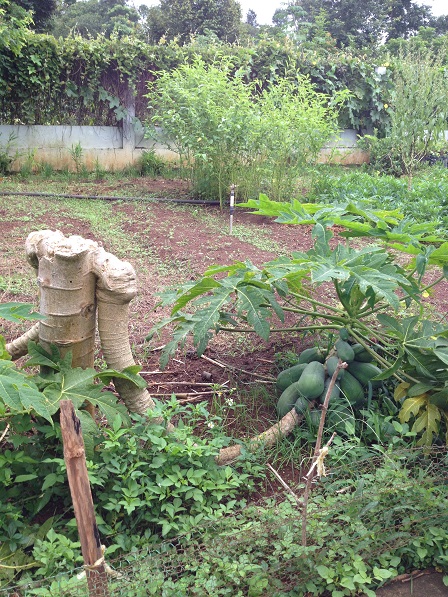 Cây đu đủ của gia đình mẹ Mai ở Sóc Bù Ramang.