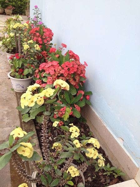 Ảnh những cây hoa “Bát tiên” màu vàng và màu đỏ bên bờ tường của nhà Yăh trong Buôn Làng.