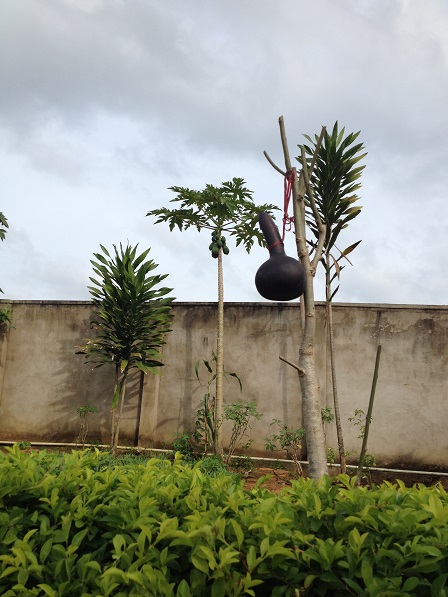 2/ Ảnh trái bầu của em Chie học sinh Lưu trú lớp Mười mang từ nhà ra đươc phơi tiếp cho khô thêm.