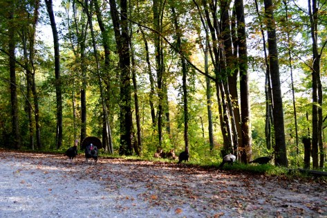 Gia đình Wild Turkey đang ăn bên đường.