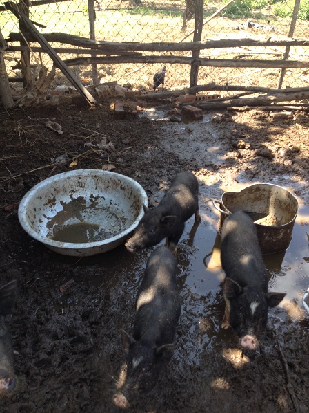 Đàn heo của gia đình mẹ Nhang ở thôn Một
