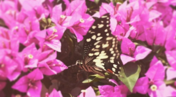 Ảnh sinh hoạt hằng ngày – Nov 8, 2016 – Taking a photo of a sound