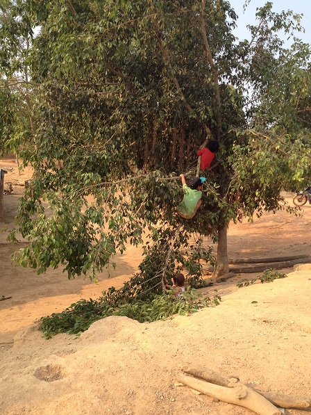 Ảnh hai em nhỏ con của bố mẹ Thép chơi đu cành cây