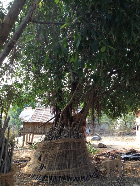 Cây mì giống của gia đình bố mẹ Thiếu bên xóm Đào