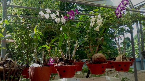 Đây là phong lan mẹ Hằng trồng, được một năm thì ra hoa.