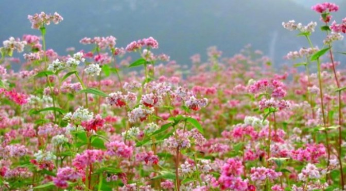 Lời cầu nguyện 26 – Prayer 26