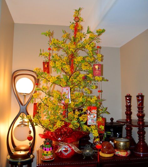 Chậu hoa Mai của nhà mình.