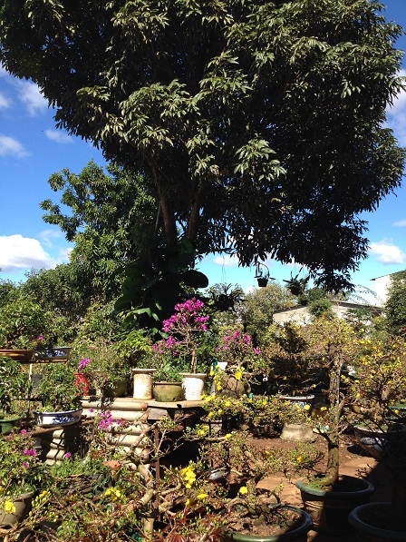 10_Vườn mai của ông Hải (4)