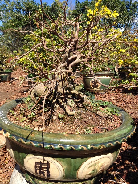 11_Vườn mai của ông Hải (5)