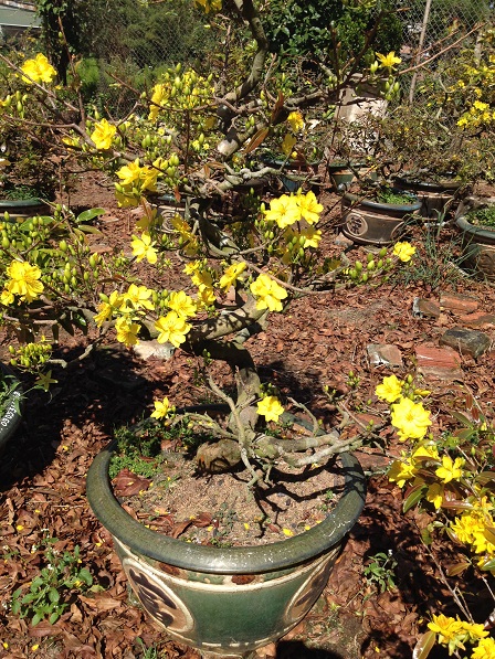 12_Vườn mai của ông Hải (5)