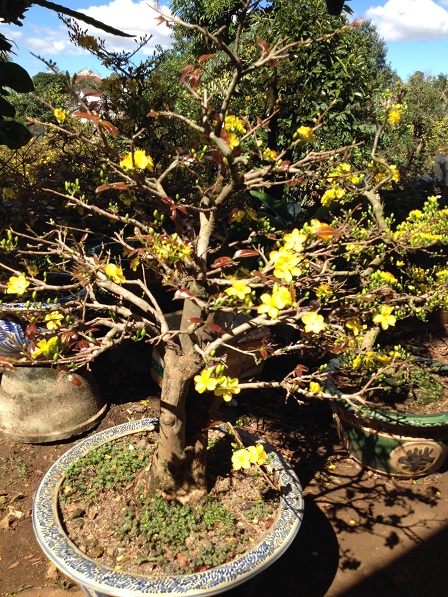 13_Cây mai của ông Tuấn gởi vườn ông Hải chăm, tiền công một năm 500.000 đồng