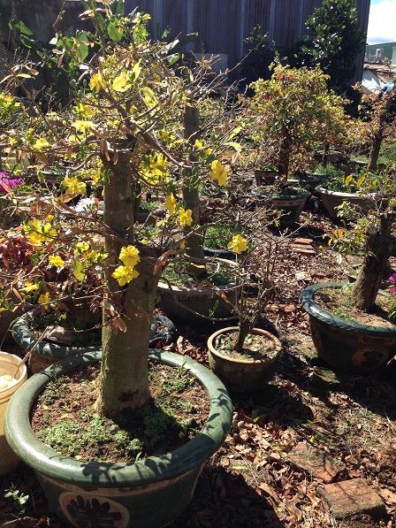 15_Những gốc mai lớn mới được bứng từ rừng về (2)