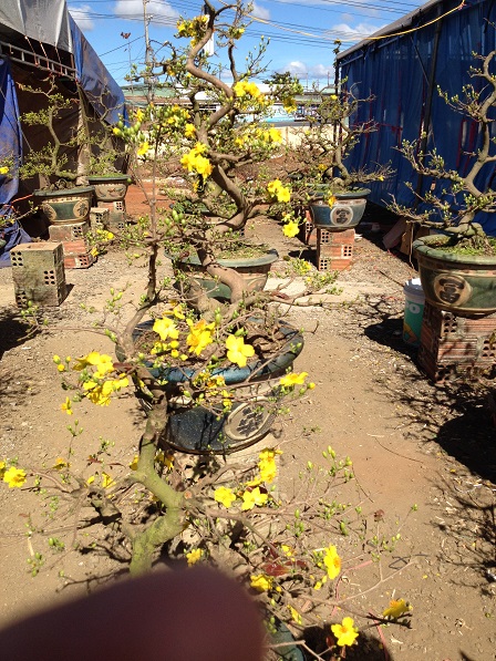 16_khu vực bán hoa mai (2)