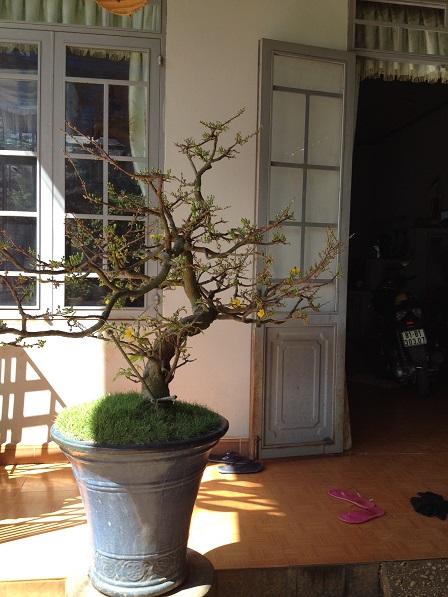 19_Cây mai trước nhà ông Hoạt (1)