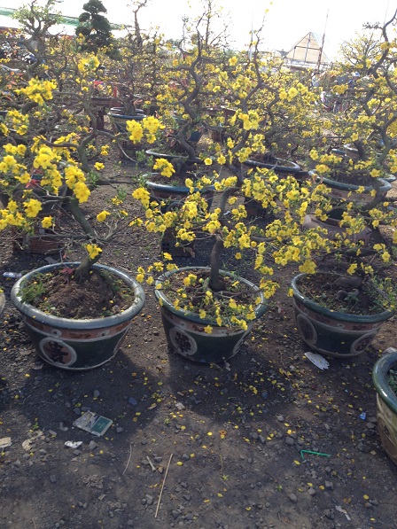 19_khu vực bán hoa mai (5)