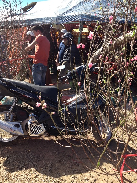 1_khu vực bán hoa đào (1)