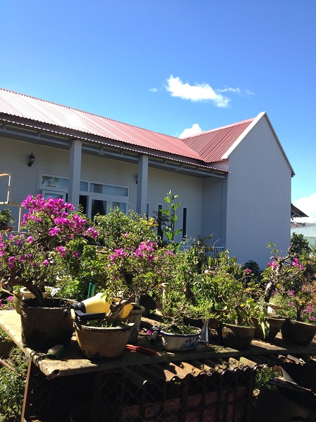 1_Quang cảnh vườn mai của ông Hải 