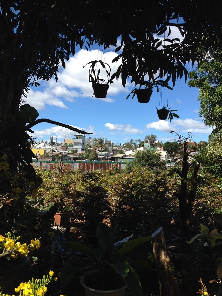 1_Nhà và vườn mai của ông Hải (1)