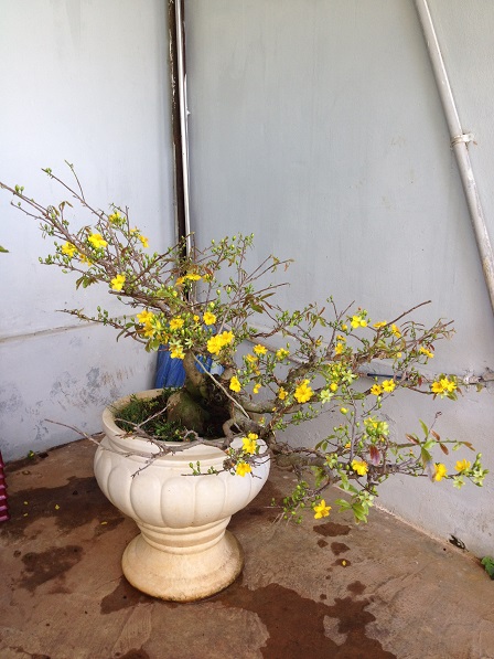 20_Cây mai trước nhà ông Hoạt (2)