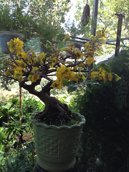 22_Cây mai trong vườn ông Hoạt (1)