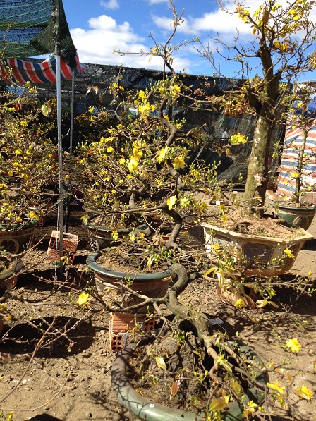 22_khu vực bán hoa mai (8)