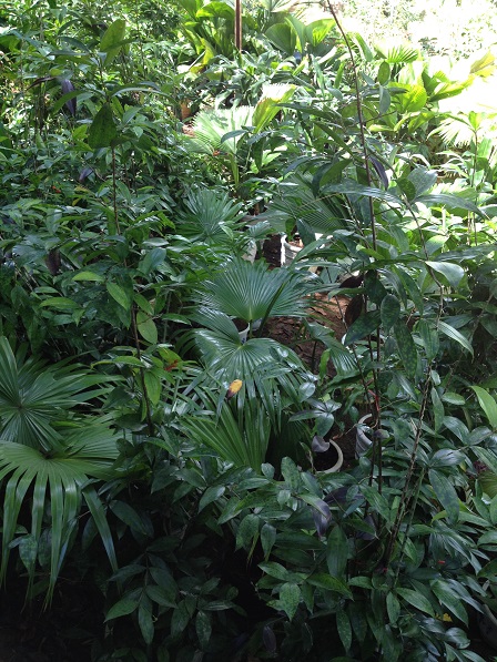 24_Rừng nguyên sinh của gia đình ông bà Hoạt