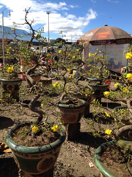 25_khu vực bán hoa mai (11)