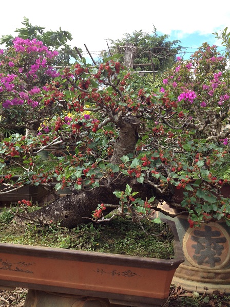 25_Vườn cây cảnh của gia đình ông Hoạt