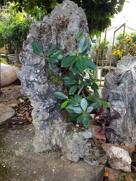 26_Cây Da Nhật trong sân nhà ông Hoạt