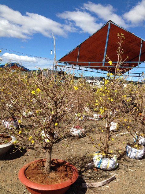 27_khu vực bán hoa mai (13)