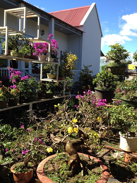 2_Nhà và vườn mai của ông Hải (2)