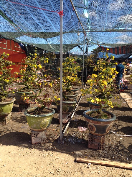 30_khu vực bán hoa mai (16)