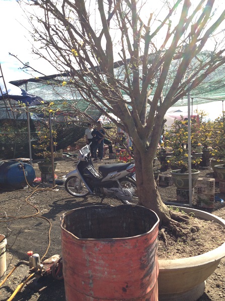 32_khu vực bán hoa mai (18)