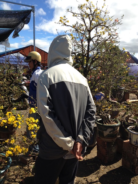 35_khu vực bán hoa mai (21)