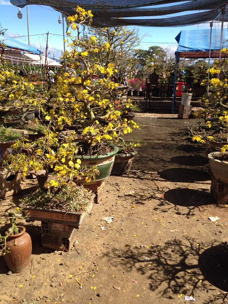 37_khu vực bán hoa mai (23)