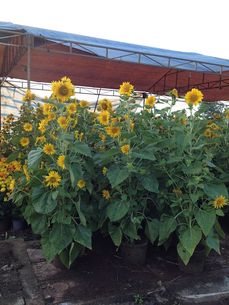 3_Khu vực bán hoa Hướng Dương vắng khách _ Bù Đăng