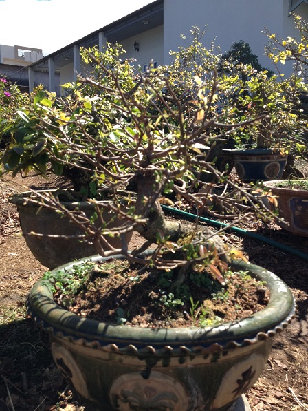 3_Nhà và vườn mai của ông Hải (3)