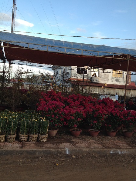 4_Khu vực bán hoa Giấy và cúc nhỏ cũng không có người lui tới _ Bù Đăng