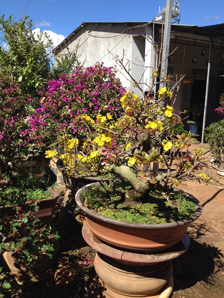 4_Nhà và vườn mai của ông Hải (4)