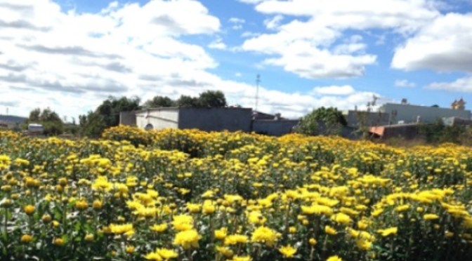 Ảnh sinh hoạt hằng ngày – Jan 27, 2017 – Chợ Hoa Tết Gialai 2017