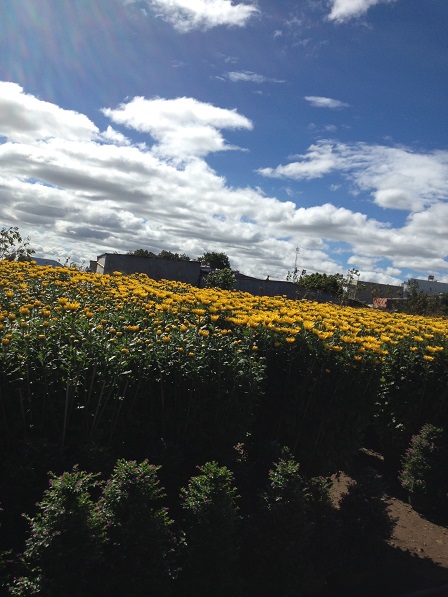 53_Khu vực bán hoa cúc (6)