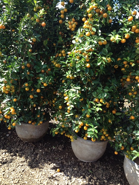 57_Khu vực bán cây quất (3)