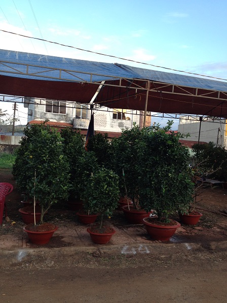 5_Khu vực bán cây Quất _ Bù Đăng