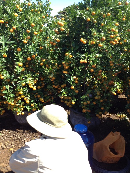 61_Khu vực bán cây quất (7)