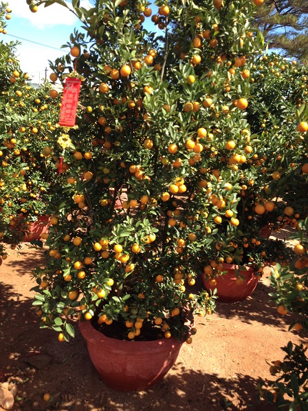 66_Khu vực bán cây quất (12)