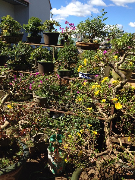 6_Nhà và vườn mai của ông Hải