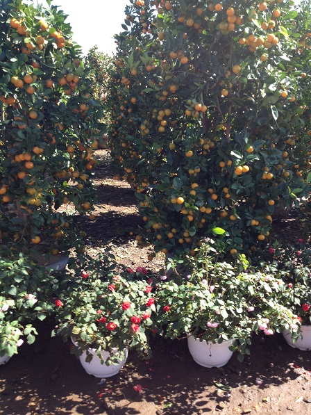 70_Khu vực bán hoa các loại và cây cảnh (1)