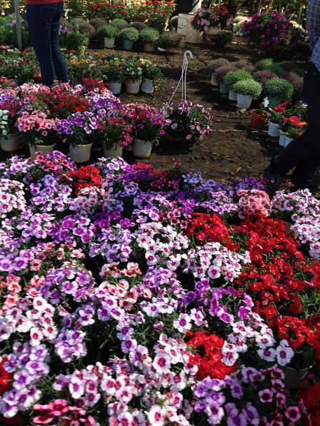 73_Khu vực bán hoa các loại và cây cảnh (4)
